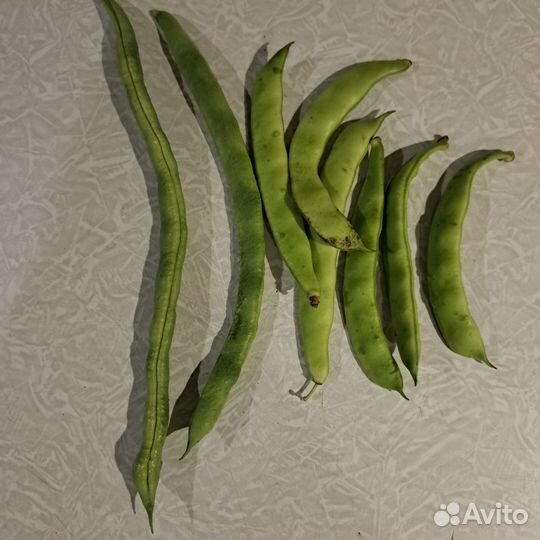 Фасоль стручковая