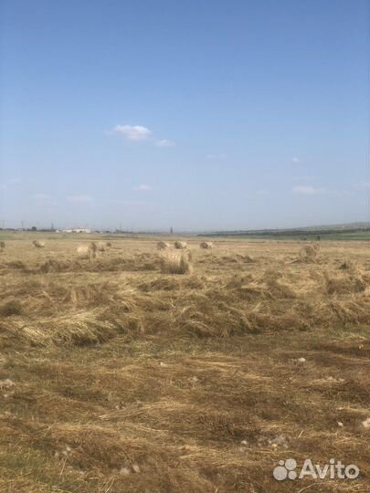 Сено в тюках