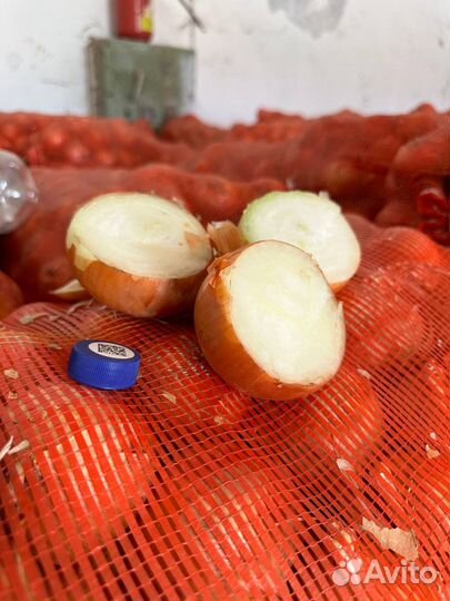 Лук репчатый