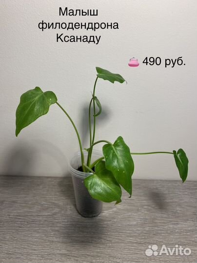 Цветочки - радость для души