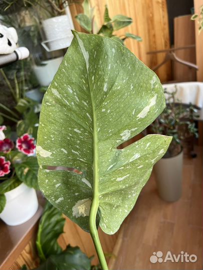 Монстера тайское созвездие