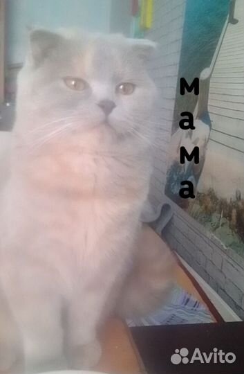 Шотландская