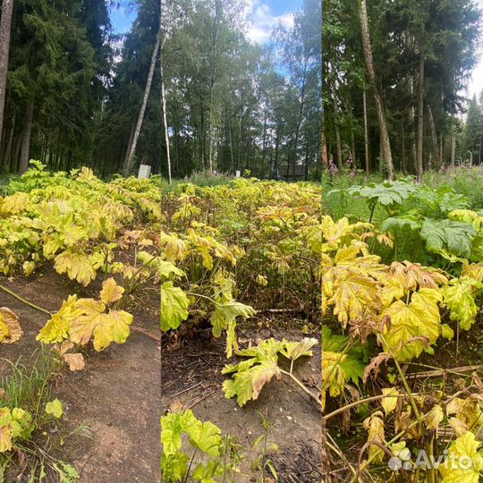 Уничтожение клещей, ос, борщевика на участках