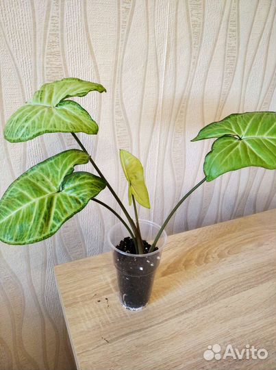 Сансевиерия сингониум моранта