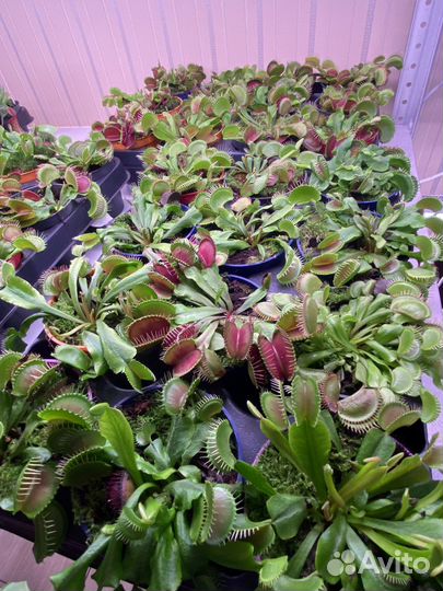 Венерина Мухоловка (Дионея)