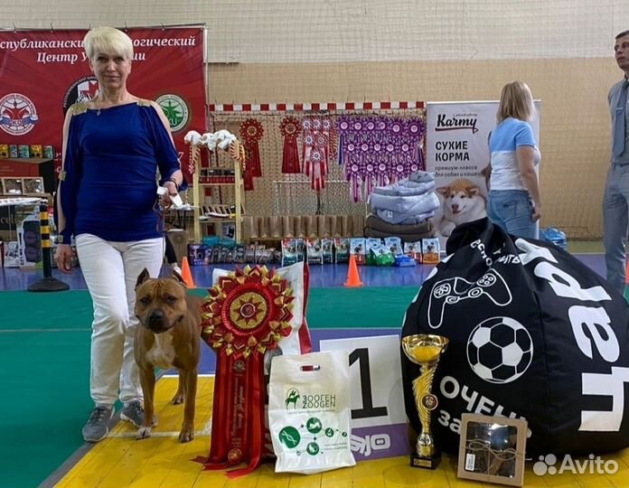 Питбуль вязка