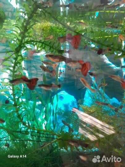 Рыба,растение