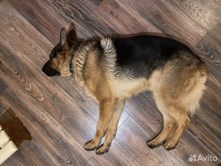 Немецкая овчарка вязка