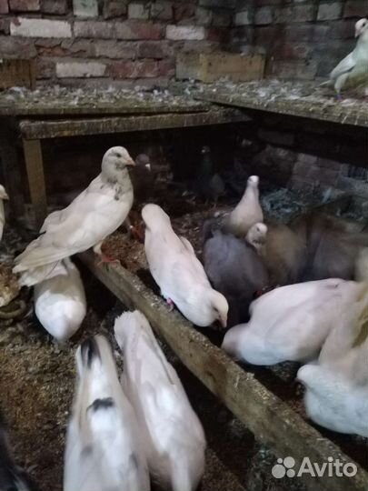 Римский великан. Польская рысь и др