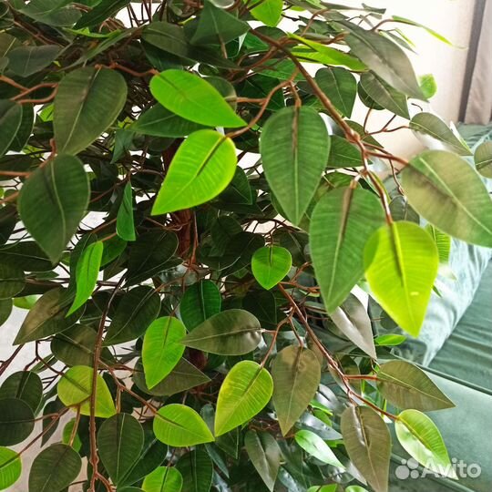 Искусственное дерево, фикус Бенджамина