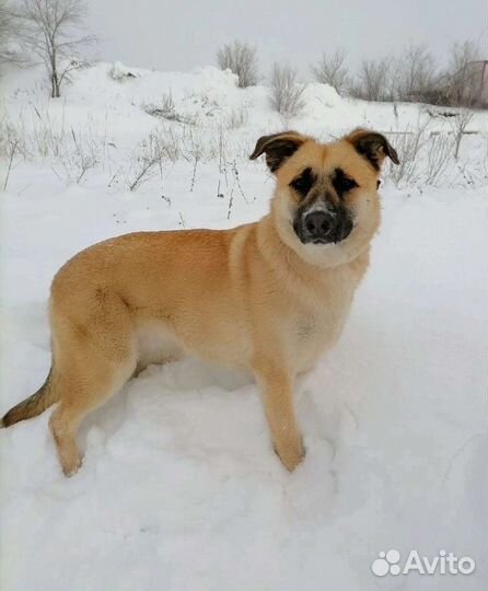 Собака Кристи