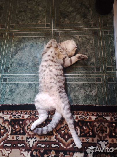 Скотиш фолд