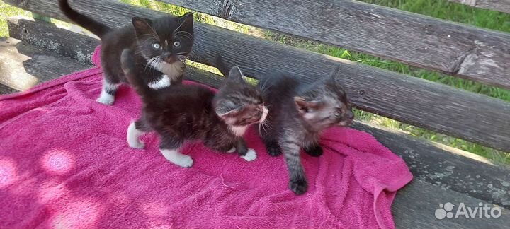 Отдам в добрые и надёжные руки котят 1 мес