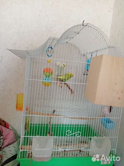 Попугай с клеткой