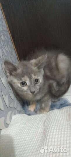 Кошка в дар бесплатно