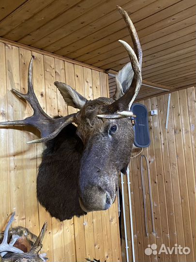 Чучело Лося