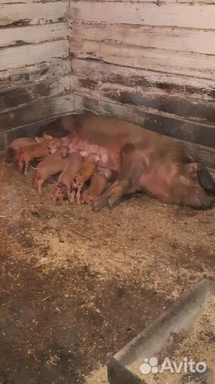 Поросята дюрок,ландрас,кб чистокровные