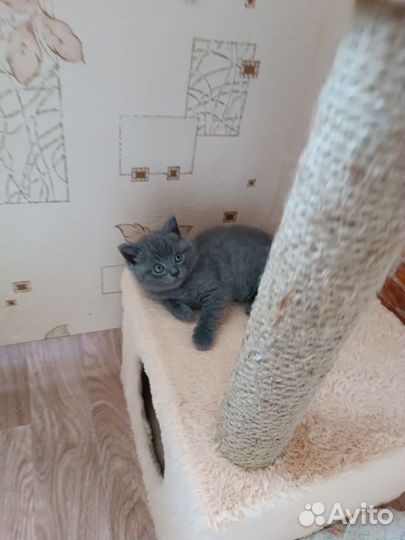 Шотландские котятки