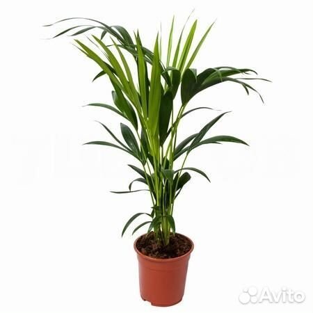 Растения для офиса и дома