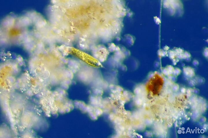 Слайдер-конденсор темного поля для Микромед inf(U)