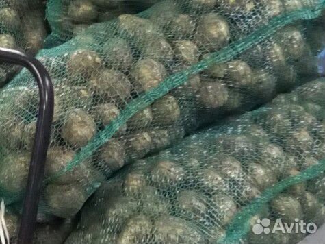 Картофель продаю свое