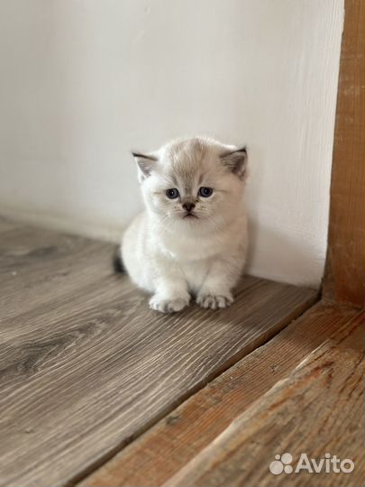 Шотландская шиншилла