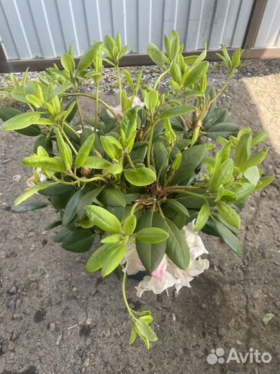 Рододендрон