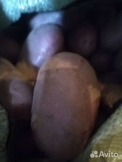 Картофель Голубой Дунай, семенной