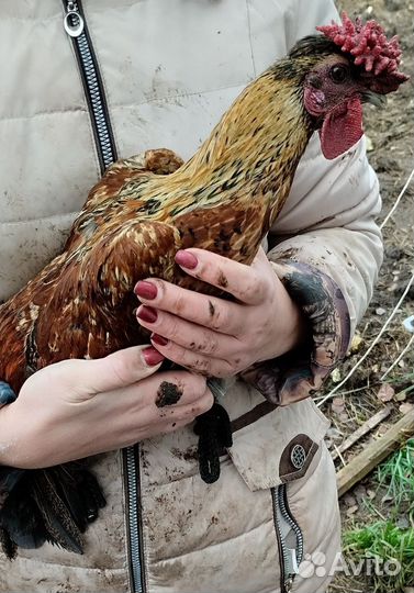 Карликовые петушки