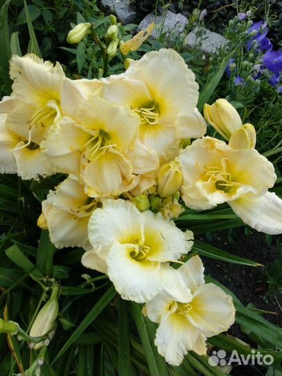 Лилейник сортовой