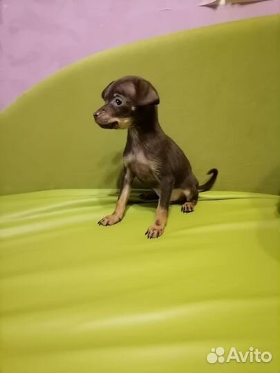 Той-терьер мальчики