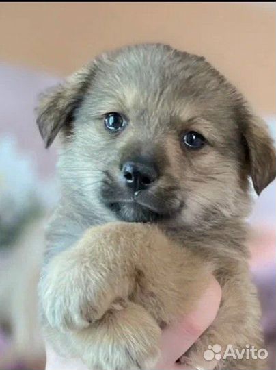 Метис лайки и овчарки девочка