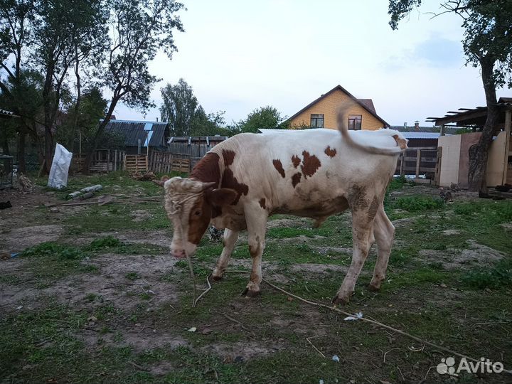 Быки на племя или на мясо