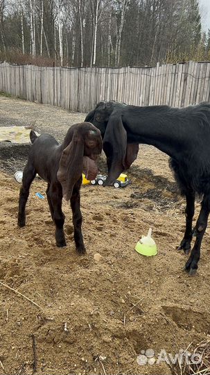 Козы камори битал нубийские