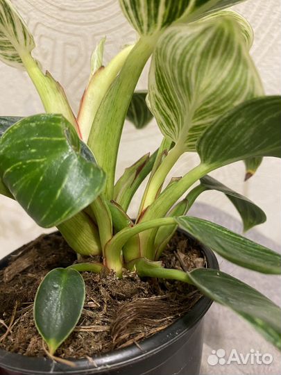 Филодендрон биркин