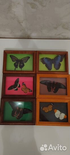 Тропические бабочки