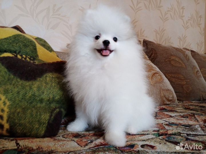 Щенки шпица