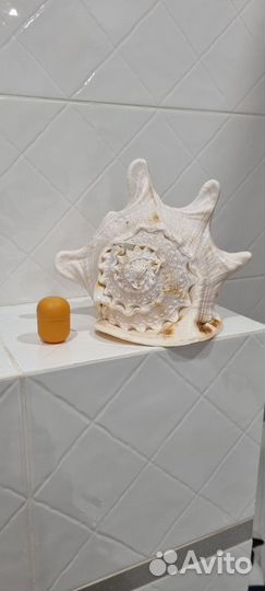 Ракушка интерьерная
