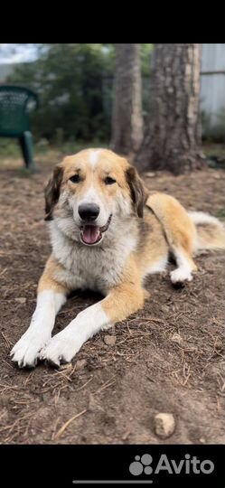 Собака спасли от гибели