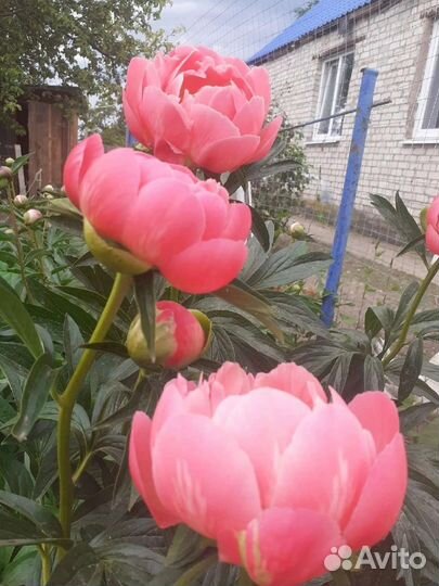 Пионы саженцы