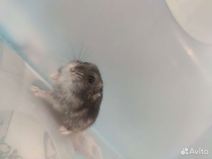 Джунгарский хомяк мальчик