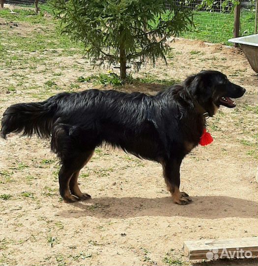 Хитрая Мышка ищет дом