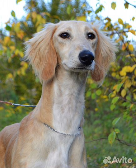 Салюки девочка