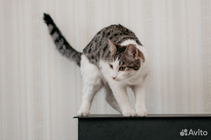 Кошечка Зося