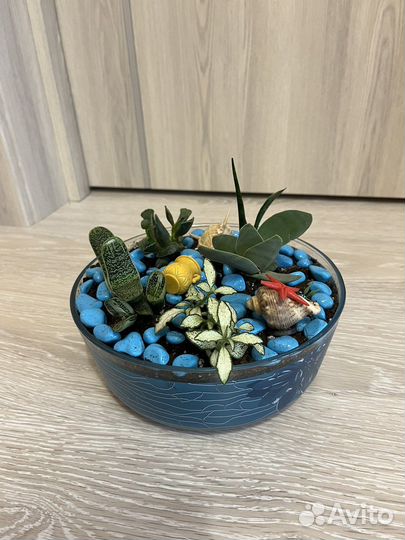 Суккуленты