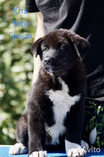 Акита девочка