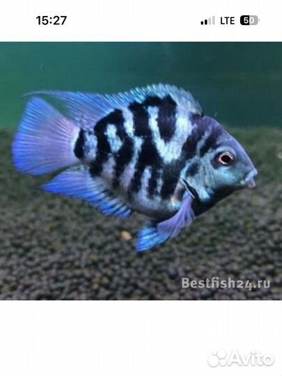 Аквариумные рыбки