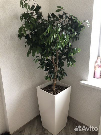 Фикус бенджамина исскуственный