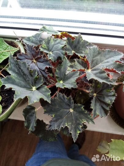 Бегония декоративно лиственная