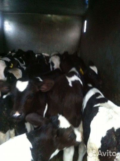 Телята бычки